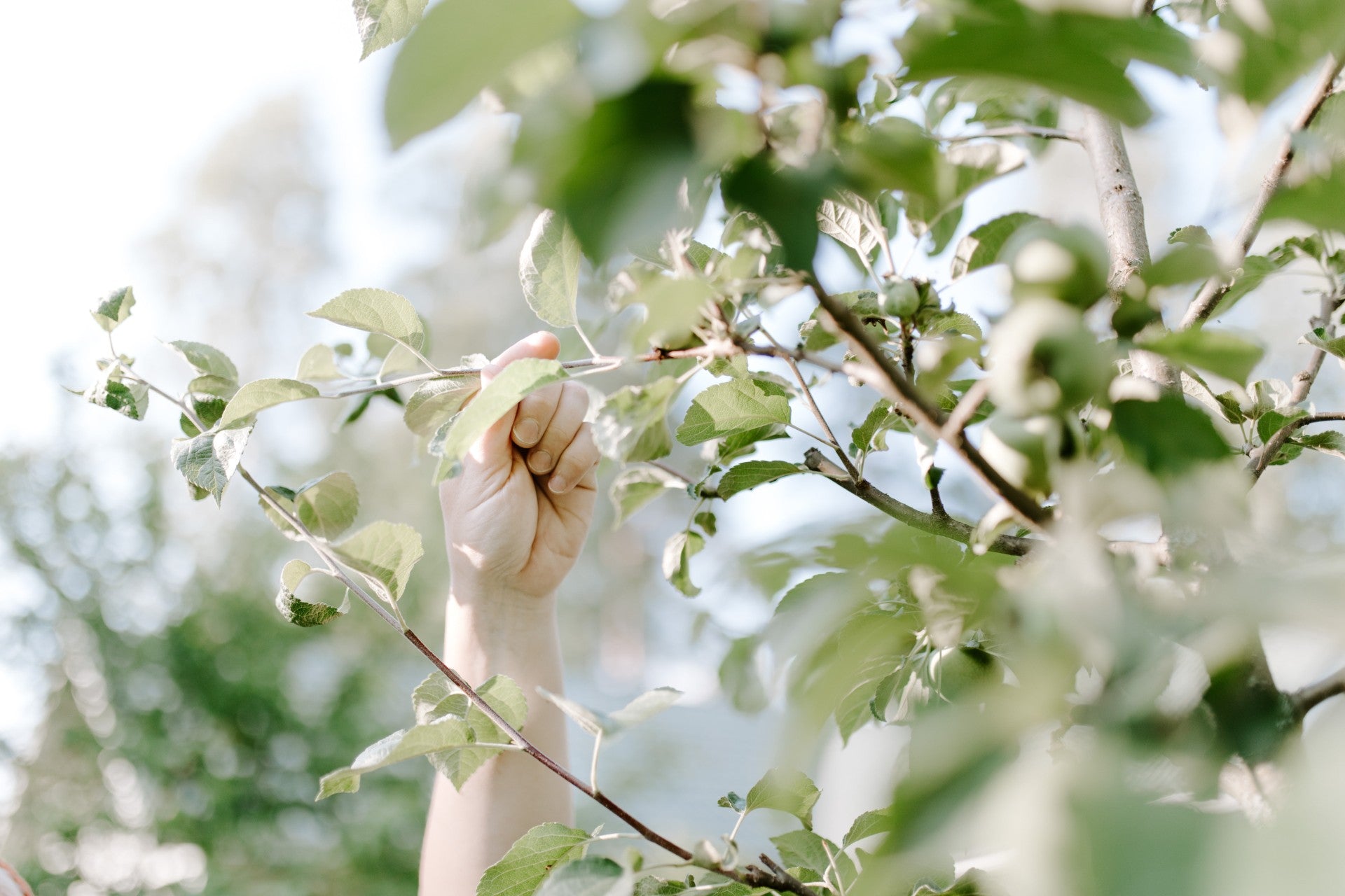 VANHAN TALON PUUTARHA 12.4.2026